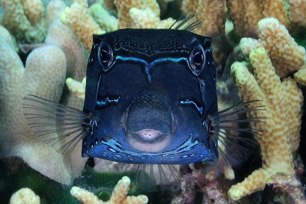 BOX - Macro gold by GIOVANNI SMORTI, See in the Sea underwater photography contest