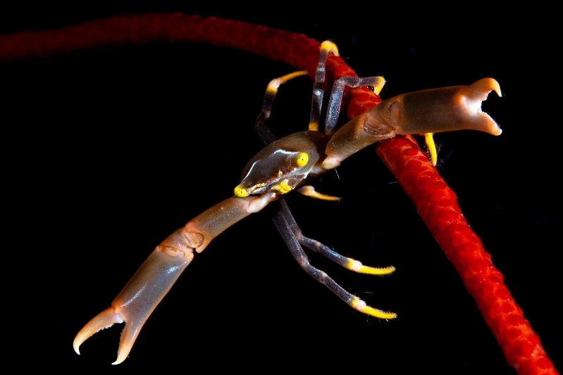 SEPIA'S - Macro gold by LUC  ROOMAN, See in the Sea underwater photography contest