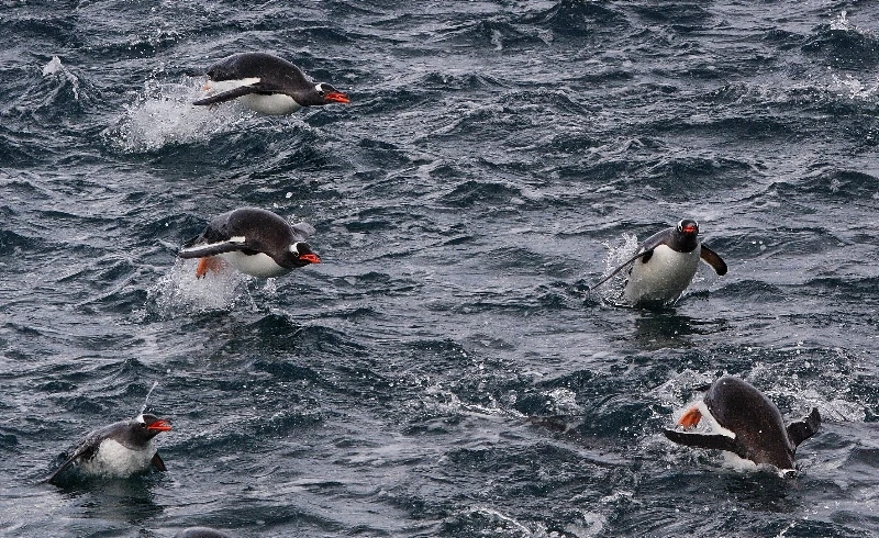 ANTARTICA - Open bronze by PABLO  CACERES, See in the Sea underwater photography contest