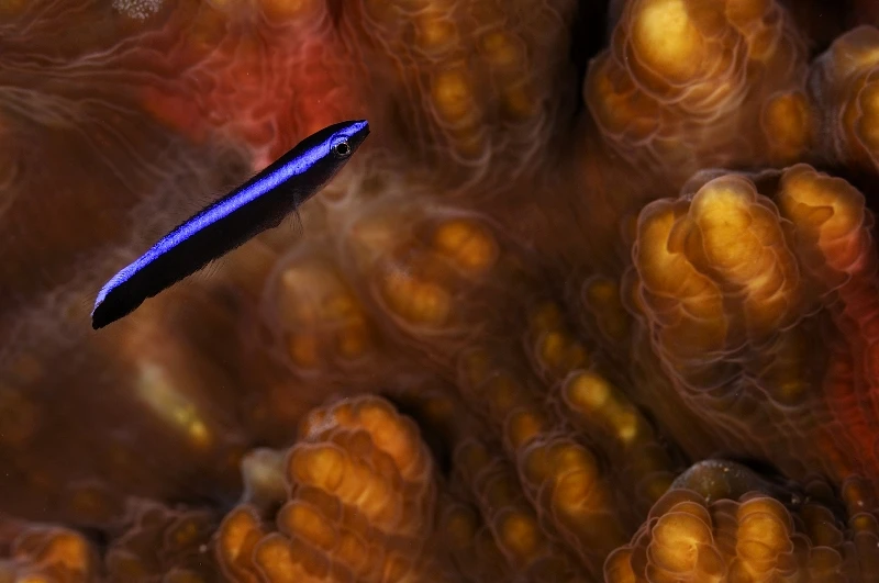 MICROCLEANER - Super Macro bronze by GIUSEPPE  PICCIOLI, See in the Sea underwater photography contest