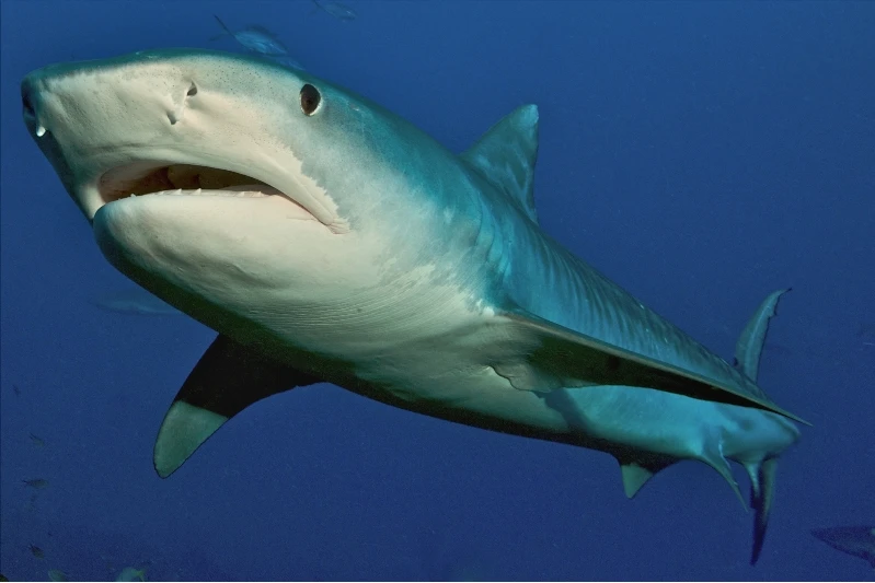 SQUALO TIGRE BAHAMAS - Wide Angle bronze by GIANLUCA  GUELFI, See in the Sea underwater photography contest