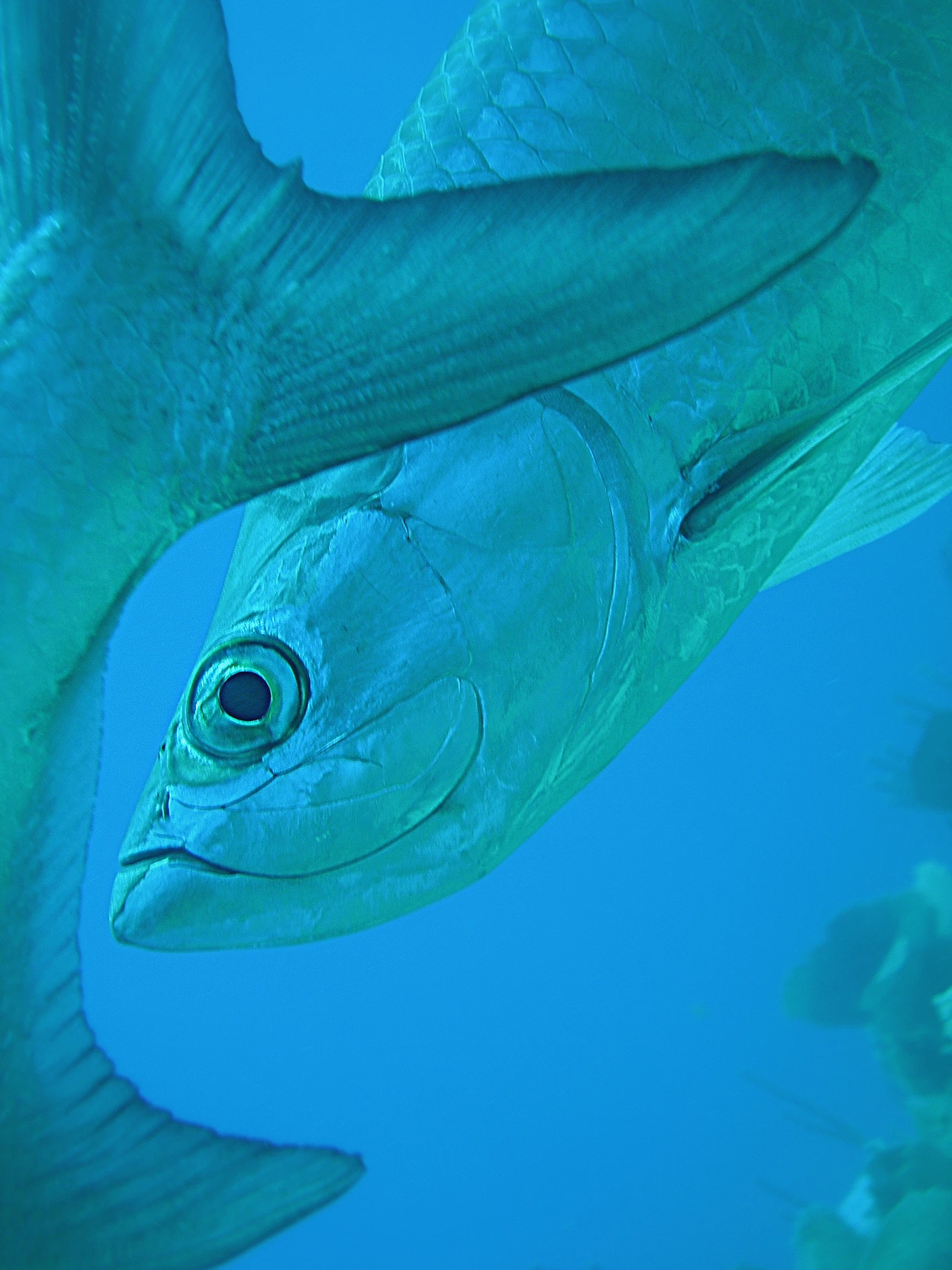 TESTA CODA - Newcomers silver by ANDREA  MONACO, See in the Sea underwater photography contest