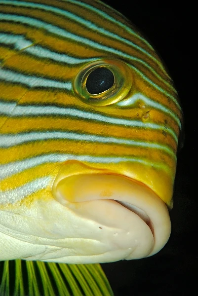 DOLCI LABBRA - Macro bronze by CLAUDIO ZORI, See in the Sea underwater photography contest