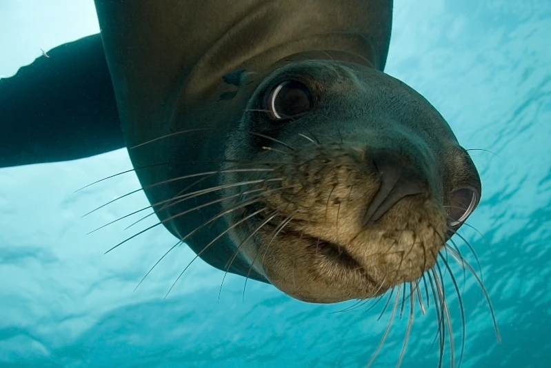 FOCA ALLO SPECCHIO - Wide Angle runner up by ALDO COSTA, See in the Sea underwater photography contest