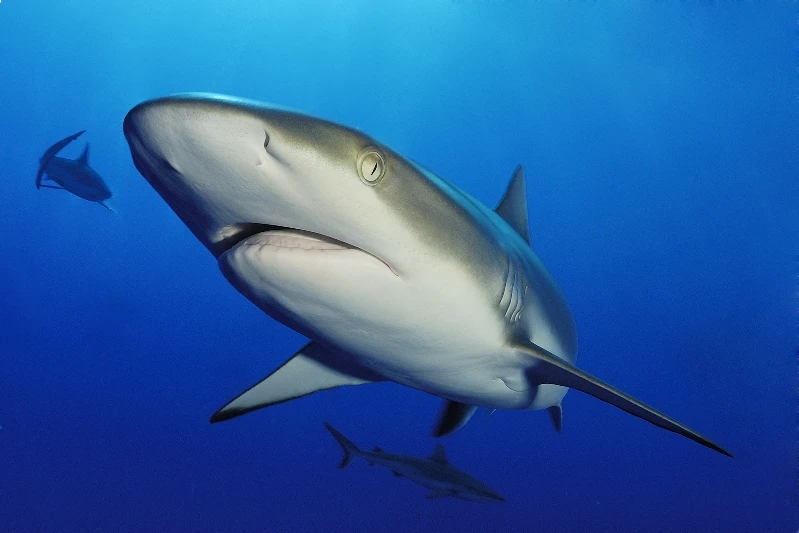 FACE TO FACE - Wide Angle gold by PAOLO BAUSANI, See in the Sea underwater photography contest