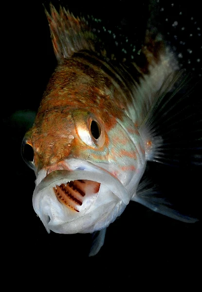 A BOCCA APERTA - Macro silver by STEFANO GRADI, See in the Sea underwater photography contest
