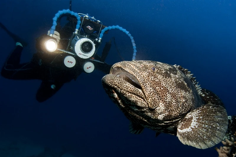 CERNIA RIPRESA - Wide Angle runner up by FILIPPO IONI, See in the Sea underwater photography contest