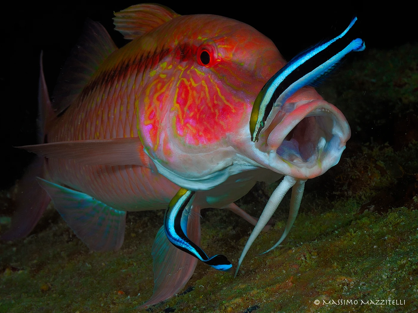 UPENEUS TRAGULA - Newcomers gold by MASSIMO MAZZITELLI, See in the Sea underwater photography contest