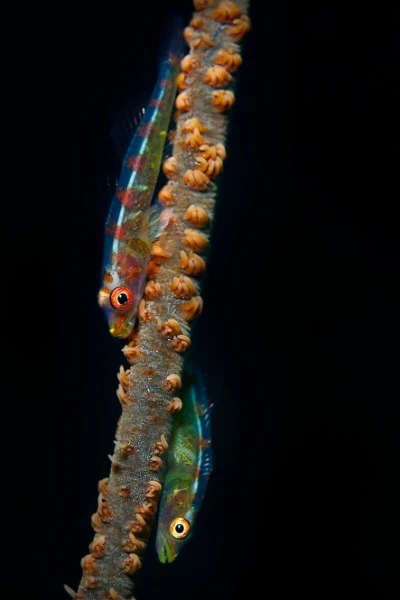 GOBIDI MULTICOLOR - Newcomers runner up by FABRIZIO POMPILIO, See in the Sea underwater photography contest