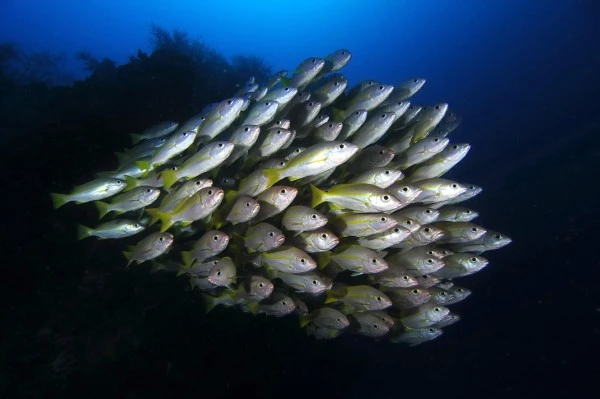 SQUADRIGLIA  - Wide Angle bronze by ALBERTO ALTOMARE , See in the Sea underwater photography contest