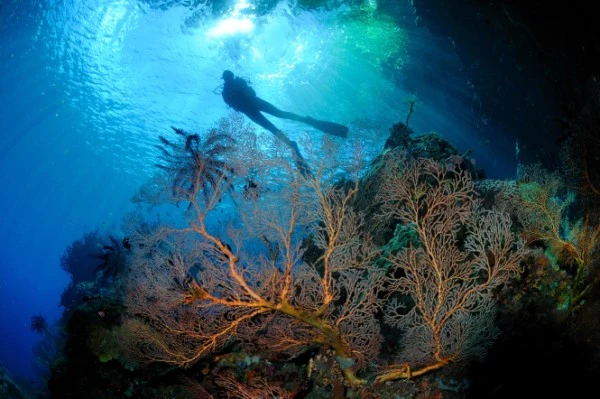 TRASPARENZE - Wide Angle runner up by TANCREDI GUERRERIO, See in the Sea underwater photography contest