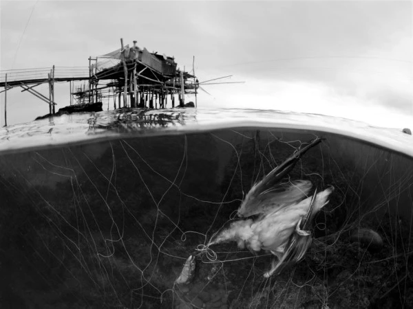 IL LATO OSCURO DELLA RETE - Black & White silver by MARCO  CARACENI, See in the Sea underwater photography contest