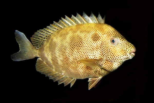 RABBIT - Newcomers runner up by FRANCESCA  ZULLI, See in the Sea underwater photography contest