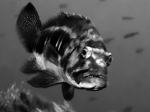 OH MIO DIO ... UN FOTOGRAFO - Black & White runner up by DAVID  SALVATORI, See in the Sea underwater photography contest