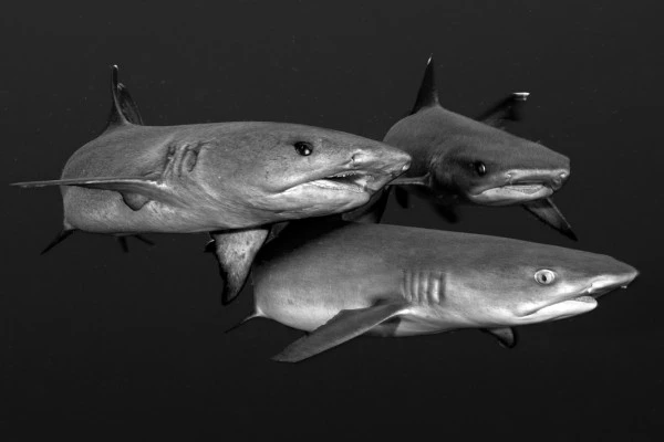 SHARKS - Black & White gold by GABRIELE  DONATI, See in the Sea underwater photography contest
