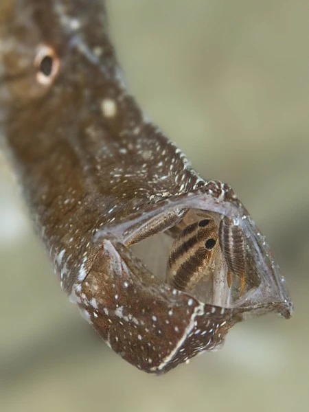 SCARSA IGIENE ORALE  - Macro runner up by DAVIDE  LOPRESTI, See in the Sea underwater photography contest