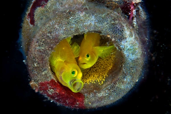 PROSSIME GENERAZIONI - Macro gold by PASQUALE VASSALLO, See in the Sea underwater photography contest