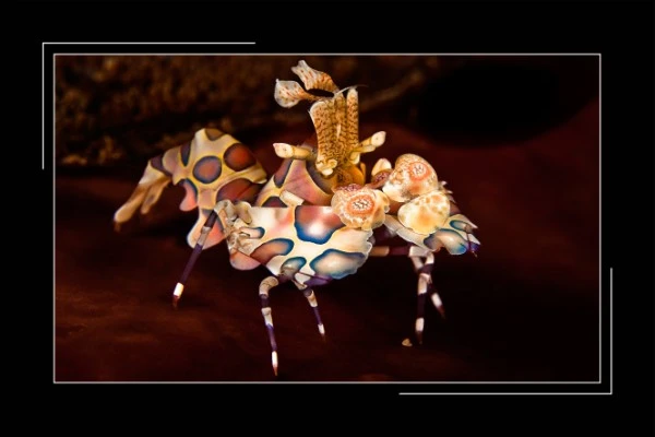 IN POSA - Macro runner up by ADRIANO OCCHI, See in the Sea underwater photography contest