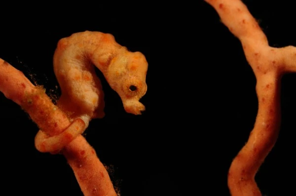 PIGMY DENISE - Macro runner up by ROBERTO  SPINSANTI, See in the Sea underwater photography contest