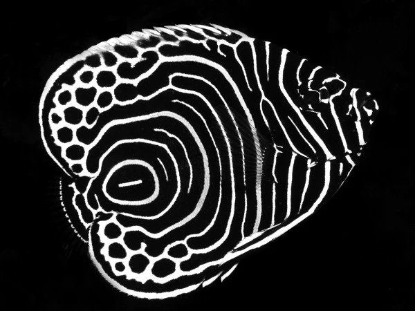 GIOVANOTTO - Black & White runner up by CLAUDIO  ZORI, See in the Sea underwater photography contest