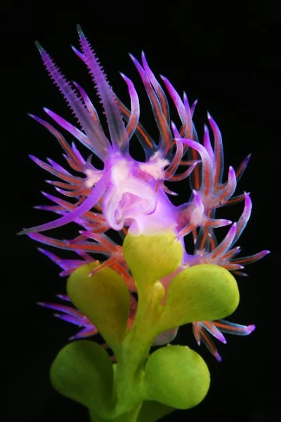 CRISTALLI DI MURANO - Macro runner up by STEFANO  GRADI, See in the Sea underwater photography contest