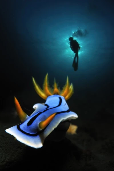 QUESTO PICCOLO GRANDE AMORE - Wide Angle runner up by DAVID  SALVATORI, See in the Sea underwater photography contest
