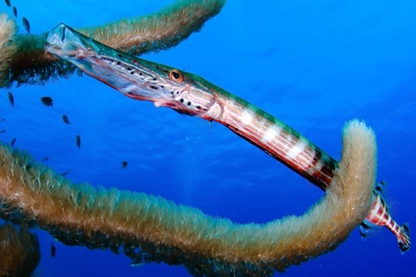 TROMPETA - Wide Angle silver by JORDI BENITEZ CASTELLAS, See in the Sea underwater photography contest