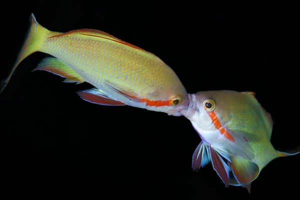 BACIAMI ANCORA - Macro runner up by MARCELLO  DI FRANCESCO, See in the Sea underwater photography contest