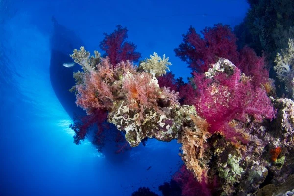 PRINCESS ZEINAB - Newcomers gold by RICCARDO  GIANNINI, See in the Sea underwater photography contest