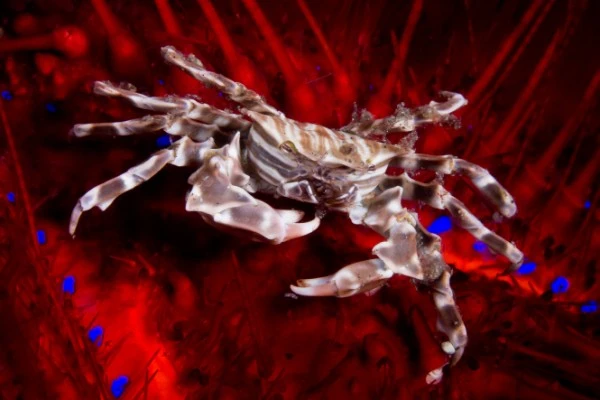 ZEBRA CRAB ON SEA URCHIN - Newcomers runner up by PAOLO  ISGRO', See in the Sea underwater photography contest