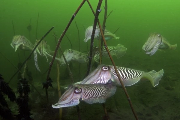 SEPIA'S - Wide Angle runner up by LUC  ROOMAN, See in the Sea underwater photography contest