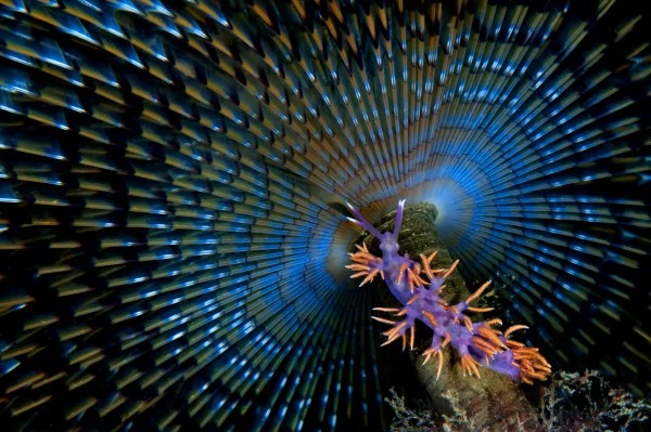CHE BEL RIPARO - Macro silver by SALVATORE  IANNIELLO, See in the Sea underwater photography contest