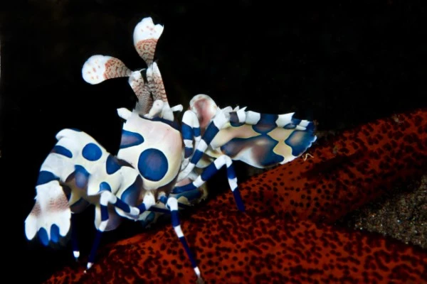 ARLECCHINO - Newcomers runner up by GIORGIA  LOMBARDINI, See in the Sea underwater photography contest