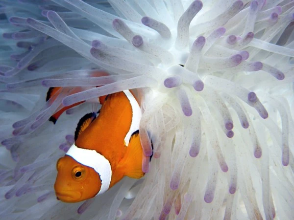 NEMOWHITE - Newcomers bronze by GIULIA  GHIRARDELLO, See in the Sea underwater photography contest