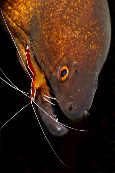 DENTAL HYGIENIST - Macro runner up by ADRIANO MORETTIN, See in the Sea underwater photography contest