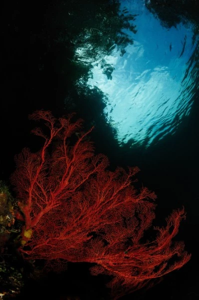 GORGONIA - Wide Angle runner up by ROBERTO SPINSANTI, See in the Sea underwater photography contest