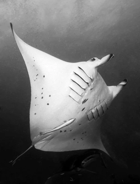 FLY - Black & White runner up by GIACOMO  MARCHIONE, See in the Sea underwater photography contest