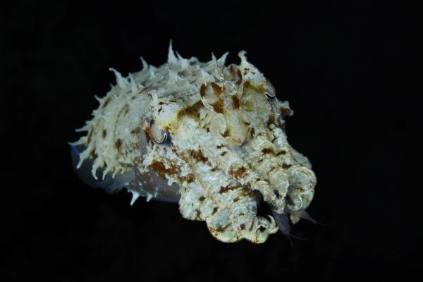 ORA DI CENA - Newcomers runner up by RICCARDO  GIANNINI, See in the Sea underwater photography contest