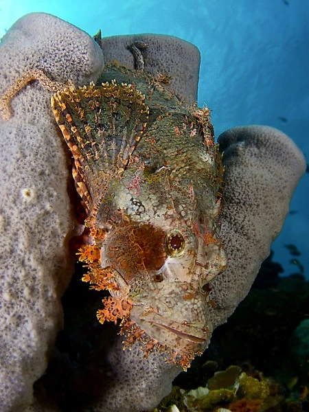 SCORFANO BARBUTO - Newcomers silver by FABRIZIO  POMPILIO, See in the Sea underwater photography contest