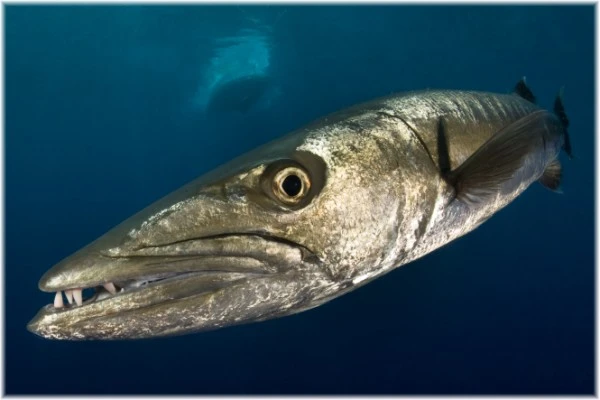 FISHEYE INTO EYEFISH - Wide Angle gold by MIMMO ROSCIGNO, See in the Sea underwater photography contest