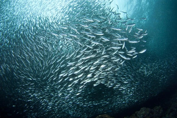 SARDINE - Wide Angle runner up by DAVIDE  LOPRESTI, See in the Sea underwater photography contest