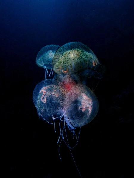 QUADRIGLIA - Newcomers runner up by AMEDEO  ALTOMARE, See in the Sea underwater photography contest