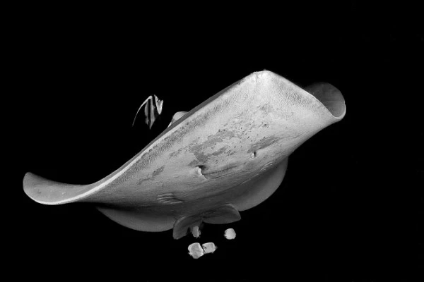 VOLO NOTTURNO - Black & White runner up by FILIPPO  BORGHI, See in the Sea underwater photography contest