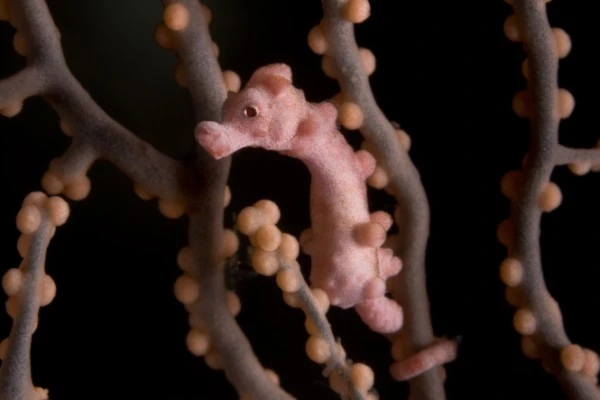 PIGMY DENISE - Newcomers runner up by PAOLO ISGRO', See in the Sea underwater photography contest