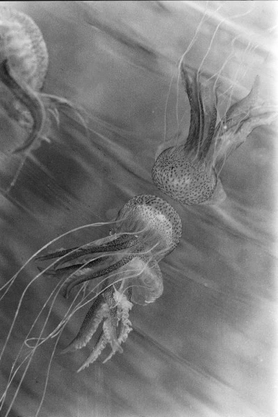 INCONTRI VIRTUALI - Black & White runner up by GUIDO VILLANI, See in the Sea underwater photography contest