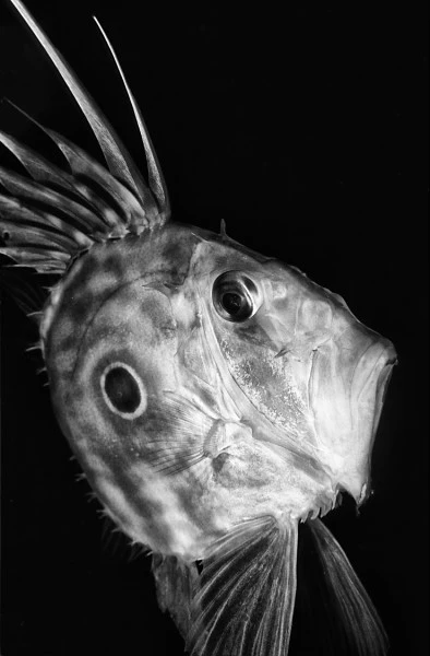 SAN PIETRO - Black & White runner up by ADRIANO MORETTIN, See in the Sea underwater photography contest