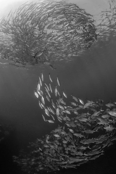 VORTEX - Black & White runner up by ADRIANO MORETTIN, See in the Sea underwater photography contest