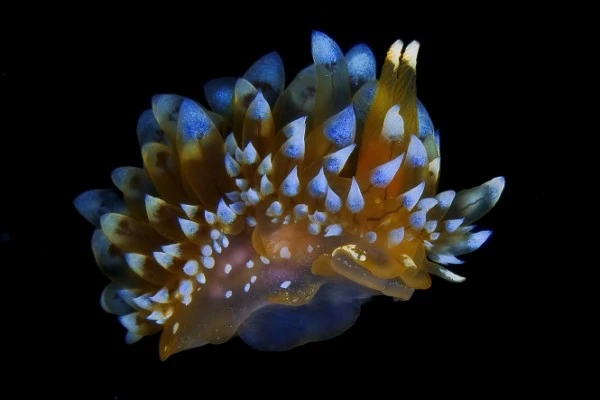 JANOLUS