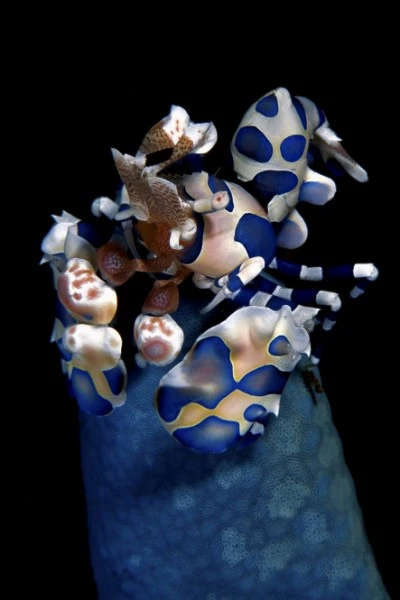 ARLECCHINO - Macro runner up by FILIPPO  BORGHI, See in the Sea underwater photography contest