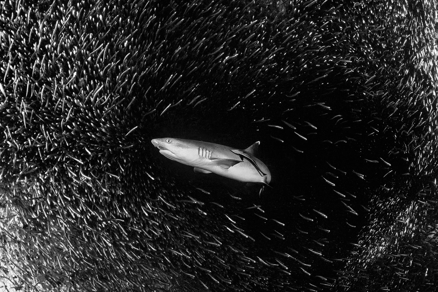SQUALO - Black & White gold by MARCO  GIULIANO, See in the Sea underwater photography contest